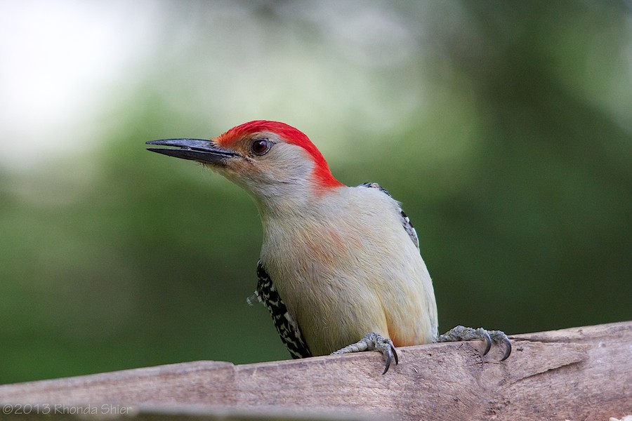 Rhonda Shier - Red-Bellied Woodpecker