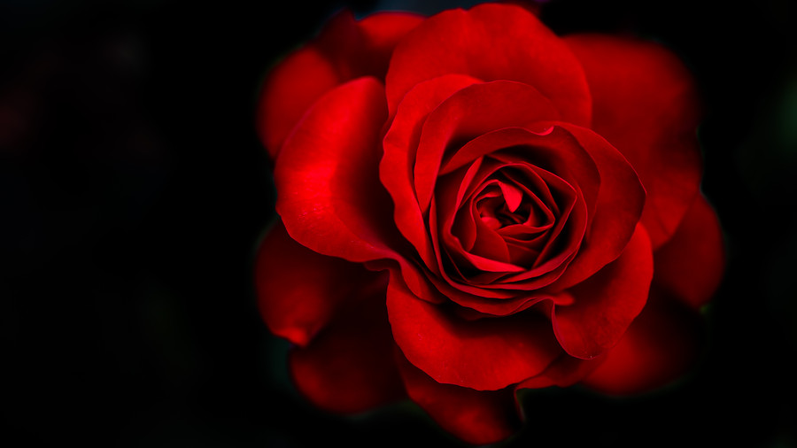 Rose by Amarpreet Kaur