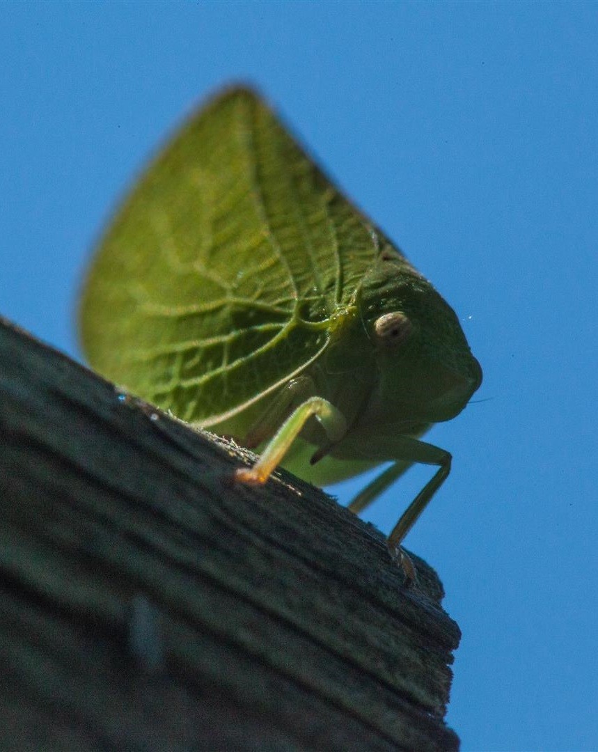 Leaf Bug by Jonathan Grills