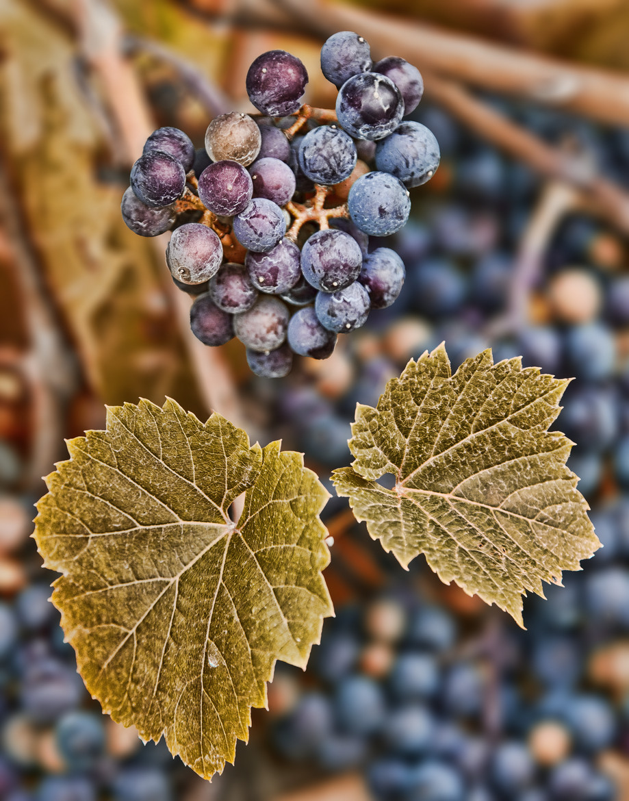 Grapes & Leaves by Paul Heyman