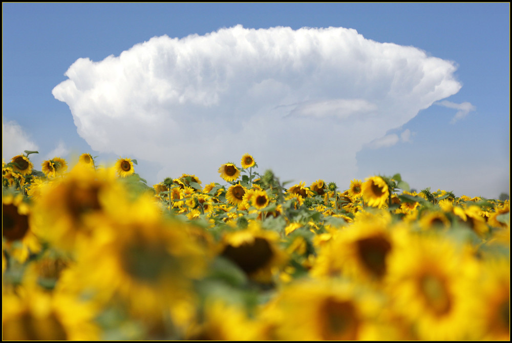 Sunflower Cloud by Brian Eastop