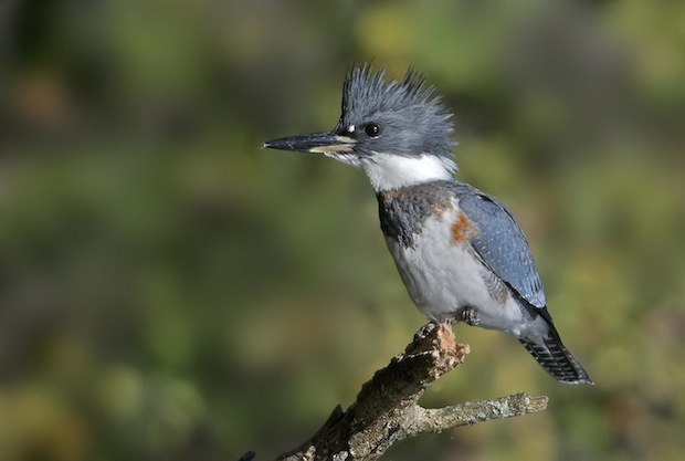 Belted Kingfisher by Rudy Pohl