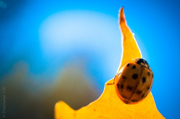 Ladybug by Eric Deschamps