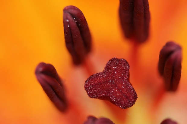 Orange Lily by Juan Cardama