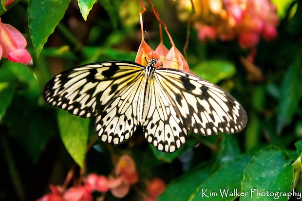 Winged Beauty by Kim Walker
