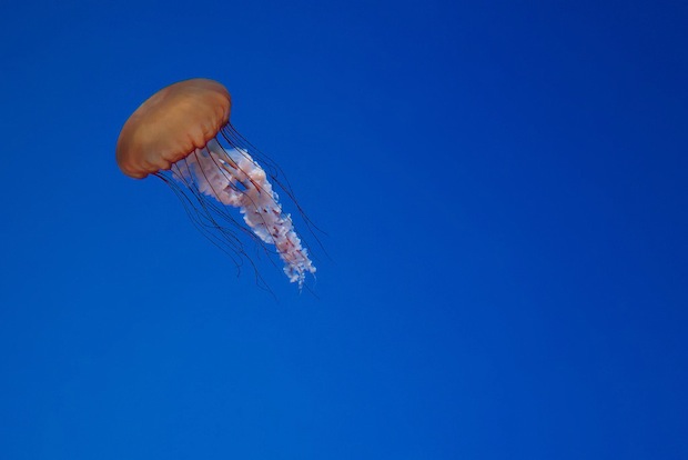 Jellyfish by Josh Narjes