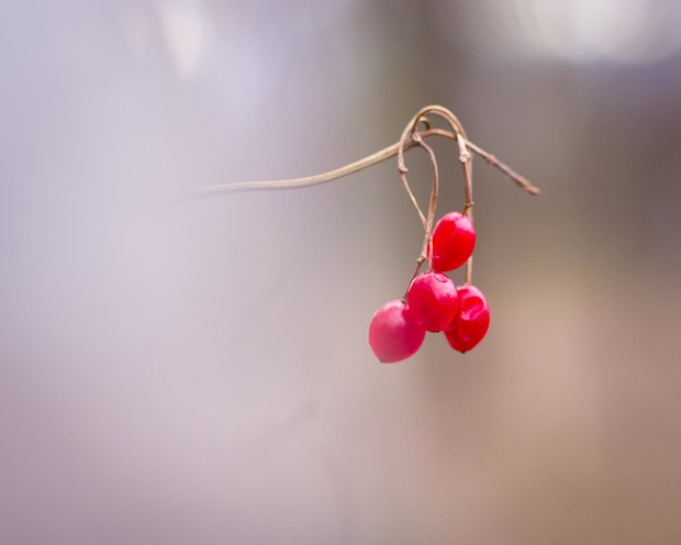 Little Berries by Bruce Walker