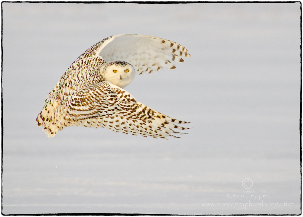 Ask the Expert - Moving Subject Techniques - snowy owl 2013