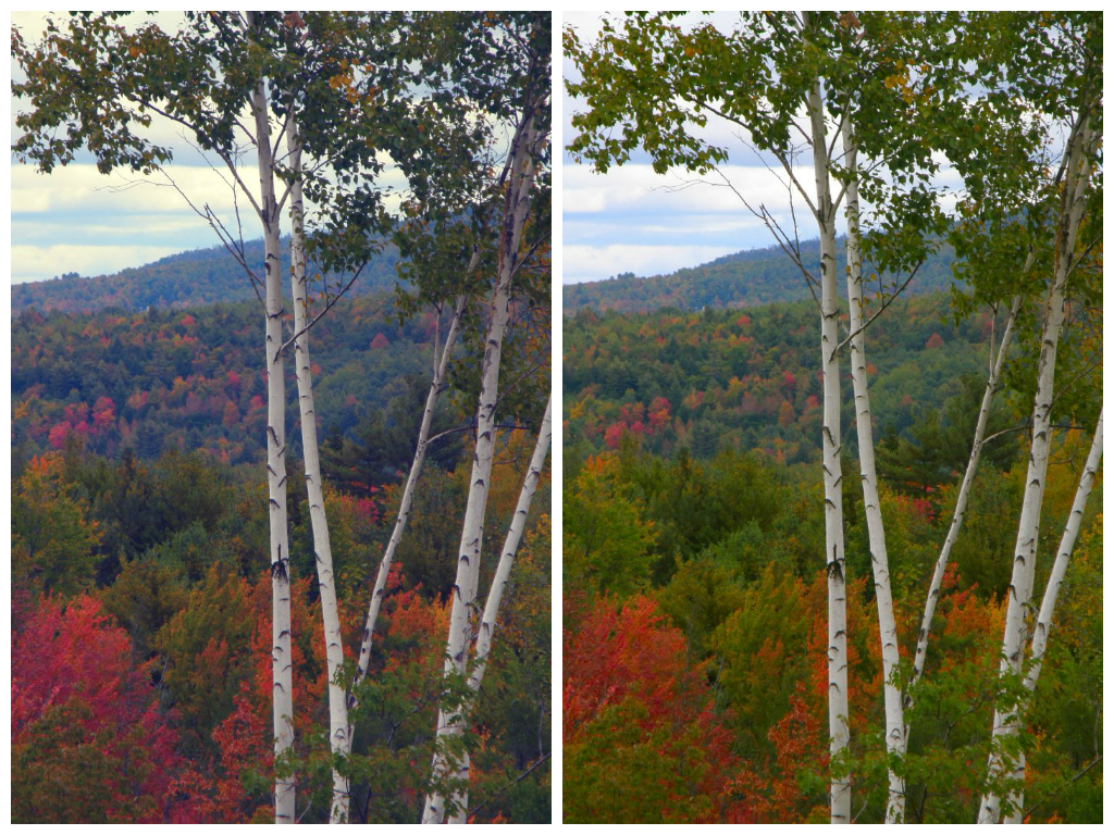 Comparison of white balance between two photos, both of trees with changing colours of leaves
