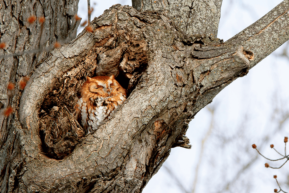 Owls Sleeping
