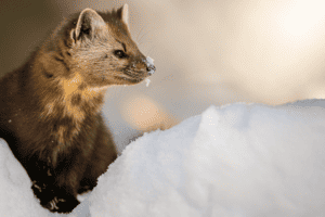 Animal in Snow