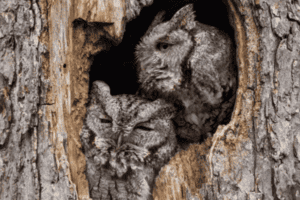 Sleeping Owls