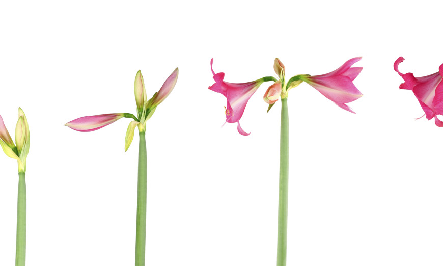 Time Lapsing Flowers