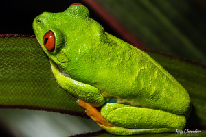 Take close-up photos at a zoo