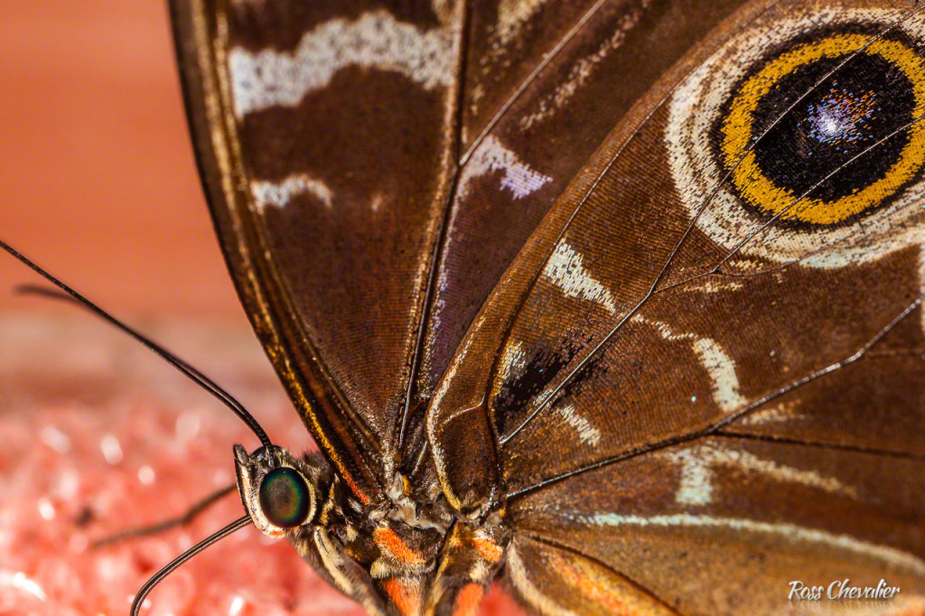 Take close-up photos at a butterfly conservatory