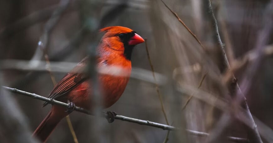 1Birding | Photography and video news, reviews and tips | Henry's Camera