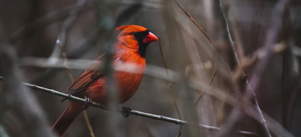 Birding season is coming: get ready for Ontario’s spring migration with the right Camera Gear