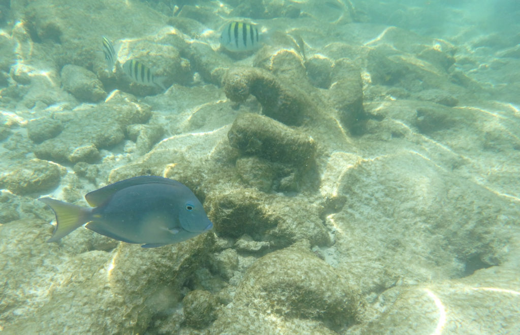 Underwater Image Shot with an Olympus Tracker Digital Camera