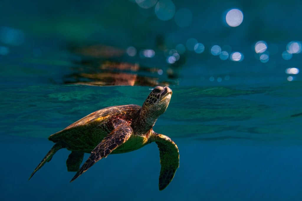 35mmTurtle | Photography and video news, reviews and tips | Henry's Camera Why Sony G Master Lenses? The Real Benefits of Investing in Sony’s Best Glass