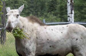 3J2A5118 | Photography and video news, reviews and tips | Henry's Camera Pale horse (or pony) with a leafy branch in its mouth, standing beside a chain-link fence in a grassy area.