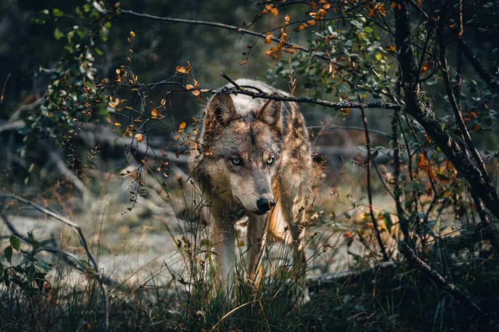 70200Wolf | Photography and video news, reviews and tips | Henry's Camera Why Sony G Master Lenses? The Real Benefits of Investing in Sony’s Best Glass