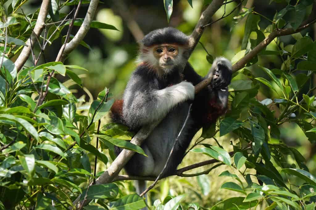 A7RVI-Monkey | Photography and video news, reviews and tips | Henry's Camera Sony Alpha a7R VI: The New Benchmark for Resolution and Speed