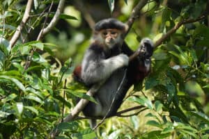 A small monkey perched on a branch in dense green foliage, facing the camera with a calm expression.