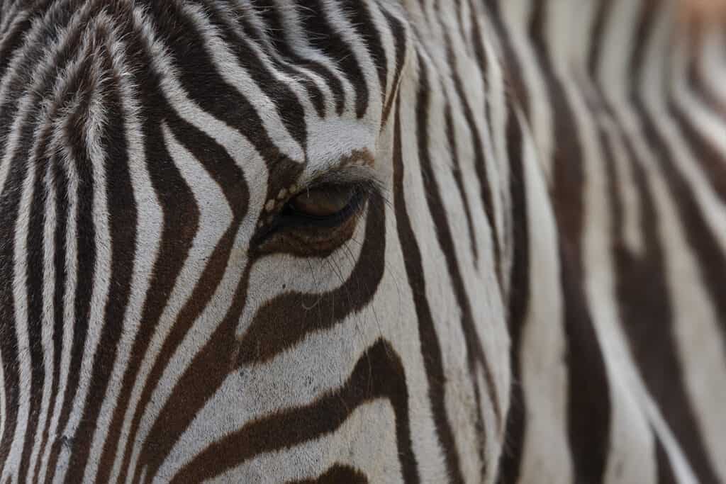 A7RVI-Zebra | Photography and video news, reviews and tips | Henry's Camera Sony Alpha a7R VI: The New Benchmark for Resolution and Speed