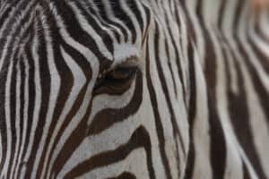 Close-up of a zebra's eye with its black-and-white striped coat in the foreground.