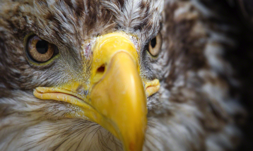 Immature Female Bald Eagle