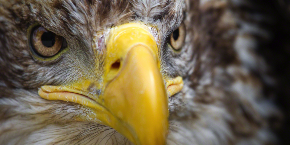 Immature Female Bald Eagle