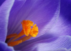 3 Simple Tools for Better Macro and Close-Up Photography
