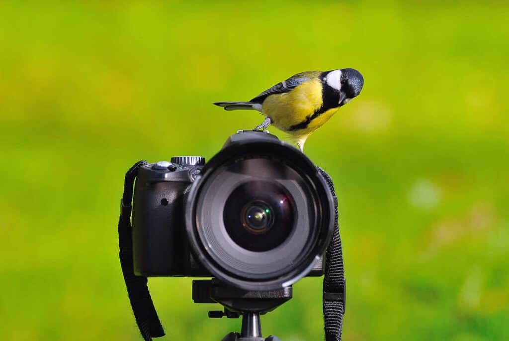 Birding season is coming: get ready for Ontario’s spring migration with the right Camera Gear