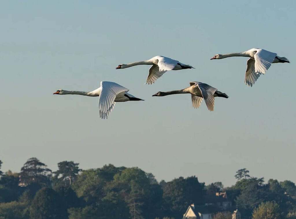 2025 Spring Bird Migration