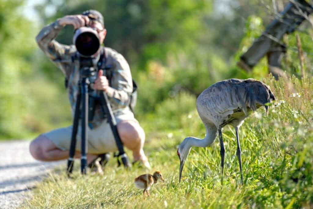 Birding season is coming: get ready for Ontario’s spring migration with the right Camera Gear