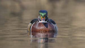 Birds_Sony_Project April 2025 10 | Photography and video news, reviews and tips | Henry's Camera