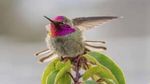 Birds_Sony_Project April 2025 12 | Photography and video news, reviews and tips | Henry's Camera