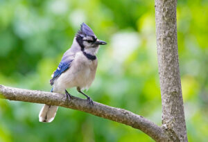 Bluejay on a tree branch