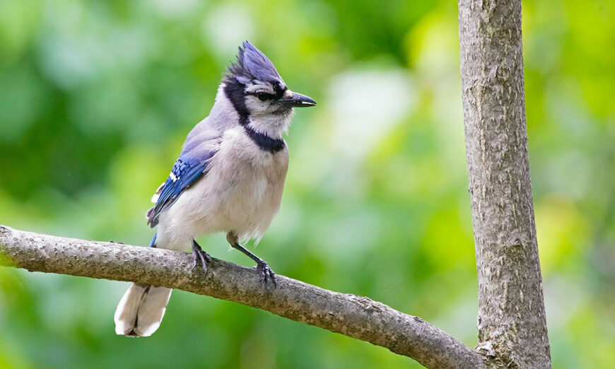 Bluejay on a tree branch