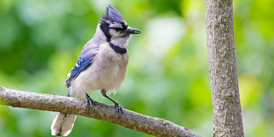 Bluejay on a tree branch