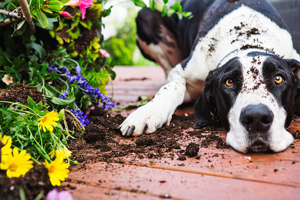 Dog wth soil on his head sitting near flowers