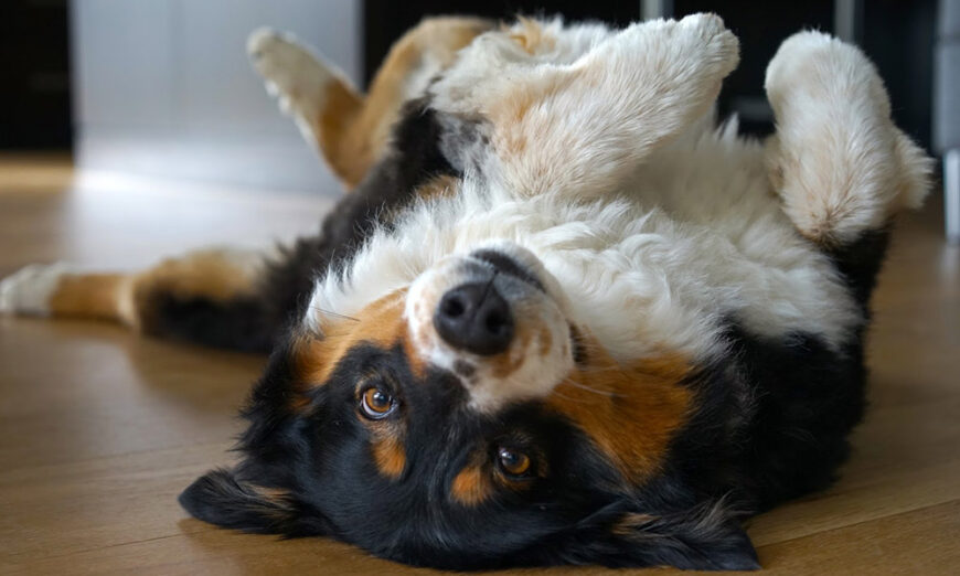Dog laying on the floor