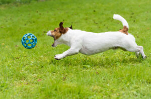 Panning camera as dog chases the ball