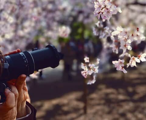 Photographer using macro lens to photograph flower