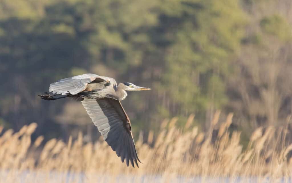 Bird Photography - Blue Heron - Camera Lenses