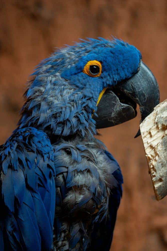 Blue Macaw