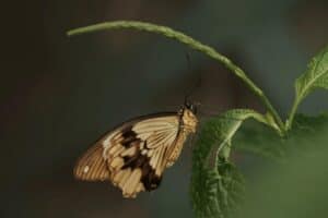 Butterfly With Spots