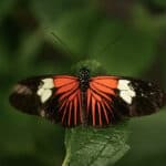Butterfly - orange, black, white