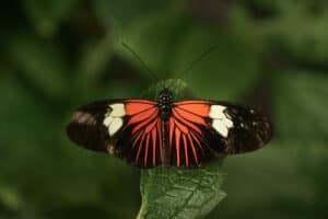 Butterfly - orange, black, white