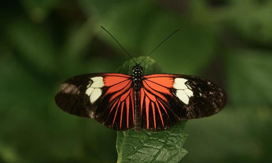 Butterfly - orange, black, white